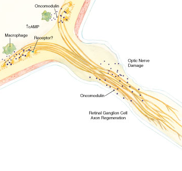 Ophthalmology_Neurology